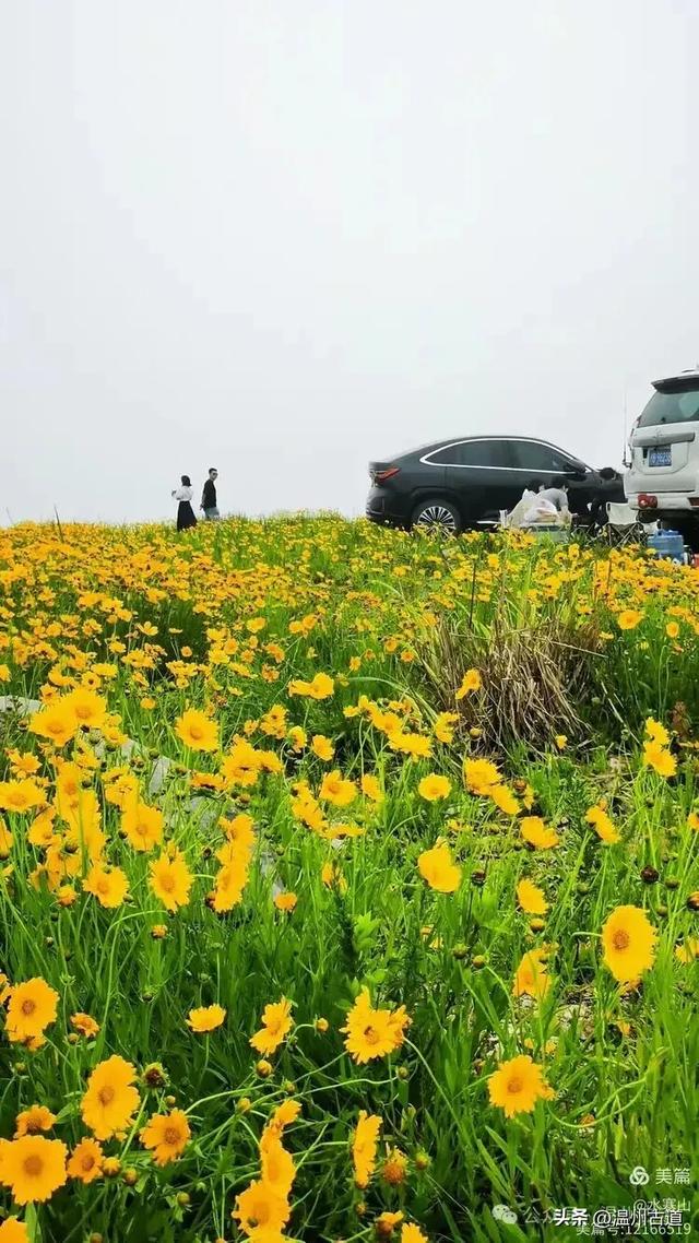 打卡最美风车花海！台州这个森林公园的夏天最烂漫，你可去过？
