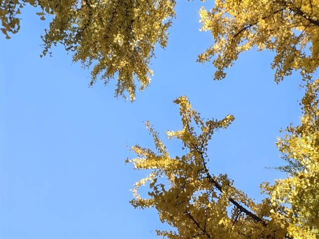 碧云天，黄叶地。秋色连波，波上寒烟翠一一玄武湖银杏迟