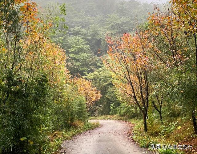 成都都江堰最冷门彩林，免费开放，山野中的惊艳，公交车可达！
