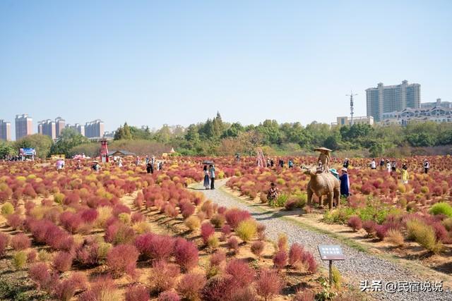 武汉不止这五千亩红叶，最大赏秋地绝了！