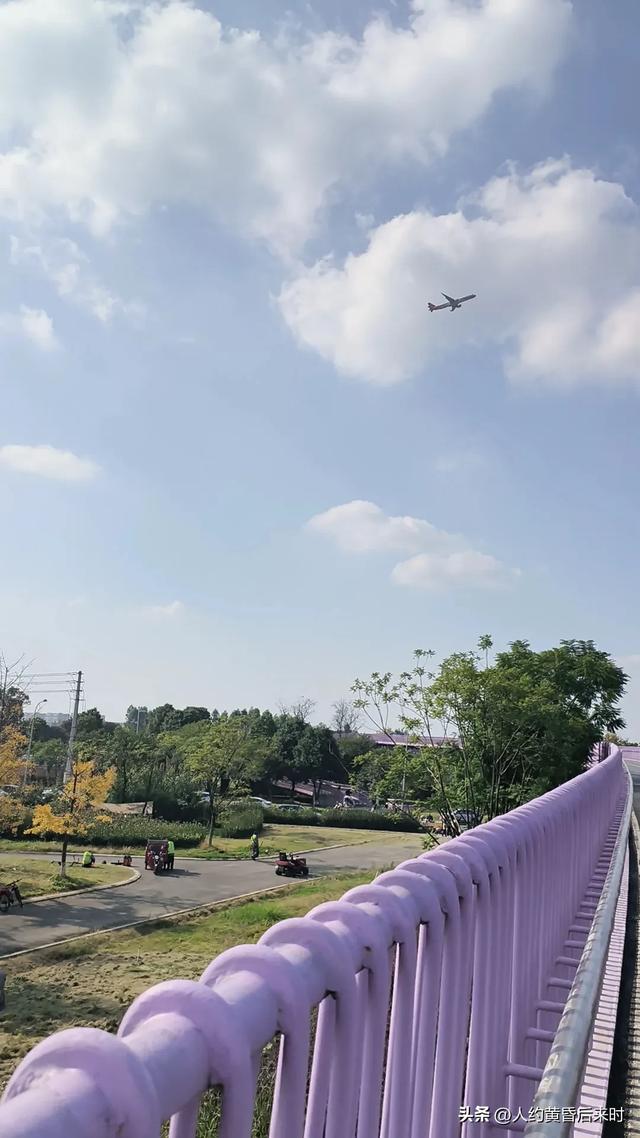 这几日的阳光很给力，银杏、乌桕、水杉相继上线。