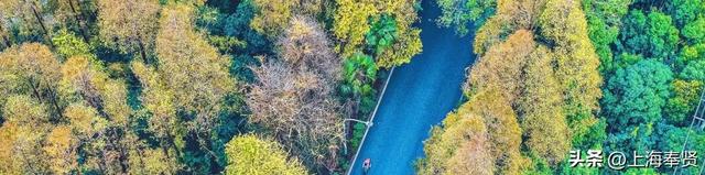 车轮滚过深秋的海湾，闯入红杉与芦花的童话派对！