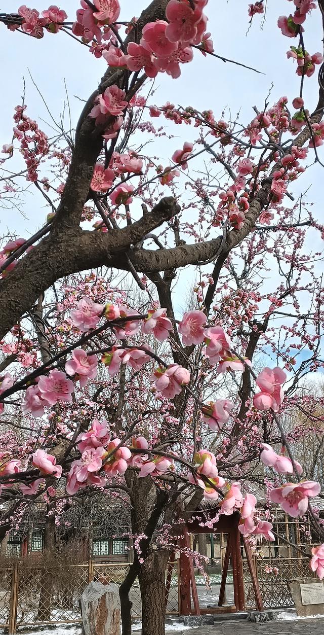 北京大观园“梅花”提早绽放 古风新春景致惊艳亮相