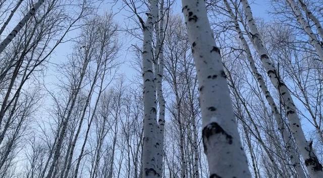 收藏！漠河冬季旅游全攻略