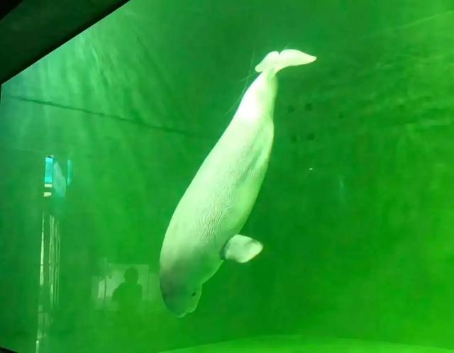 “华南第一女训鲸师	”消失的十年：被白鲸拖下水后	，她选择亲手拆穿海洋馆的残酷真相