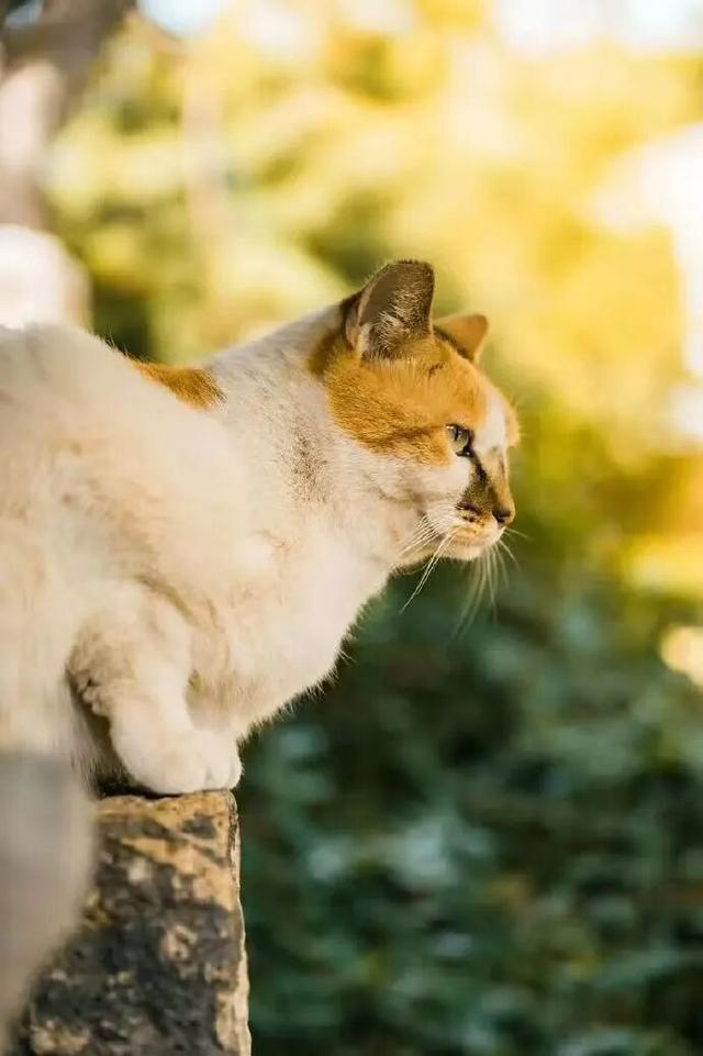 2025四季巡礼！100位寻美客邀你共绘最美泉城图鉴