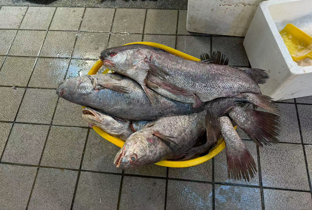 40头花胶多少钱一斤 2026年40头花胶与60头花胶有什么区别?