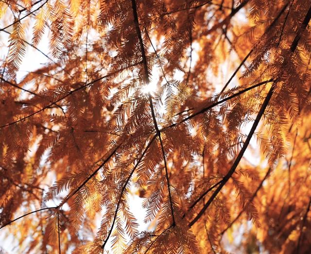 奉贤海湾森林公园红杉林美哭，带娃玩足一整天不重样。面积特别大