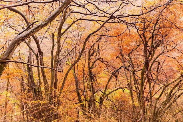 雾锁龙头山，秋染万重山
