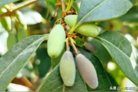 桂花果实又称为“贵子”，老人常说的口臭果，看看你家桂花有果没图片