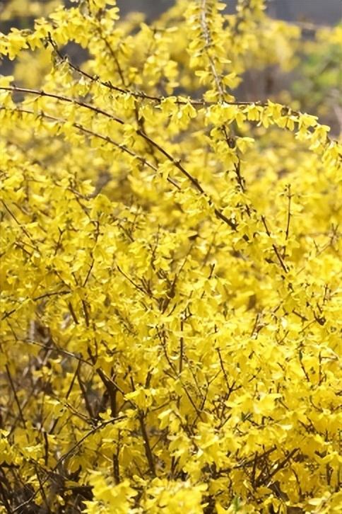 寻找最美春天 | 山东日照：繁花 “织” 就浪漫城