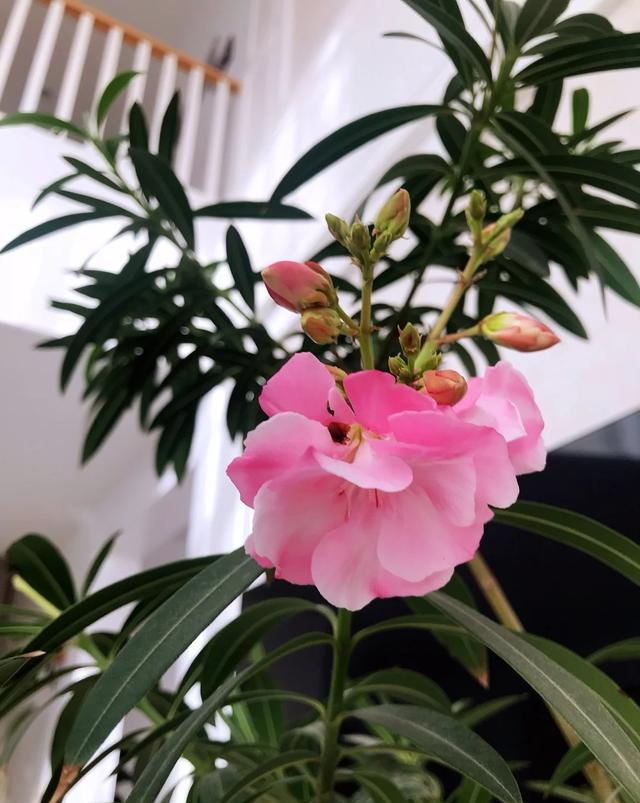 阴花不能进阳宅！这5种花“打死”也不养，家里若有？快挪走！