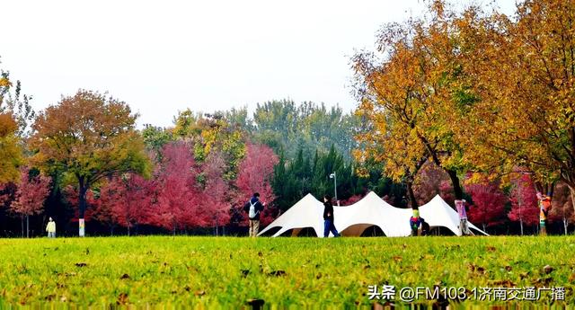 济南植物园藏着秋日顶流！这漫天红叶，正等你赴一场红焰之约