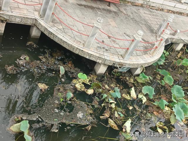 许昌护城河之殇：守护历史文脉，亟待治污行动