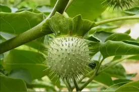被称为蒙汉药的曼陀罗，其实是农村很常见的植物，很多人还不认识图片