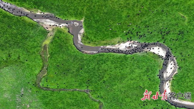 夏日阿万仓：水系成脉 生灵共栖