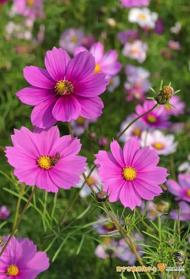 冬日里的浪漫！格桑花盛开啦，就在这座公园