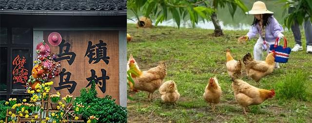 又到一年丰收季，我选择进村当次都市“栗”人