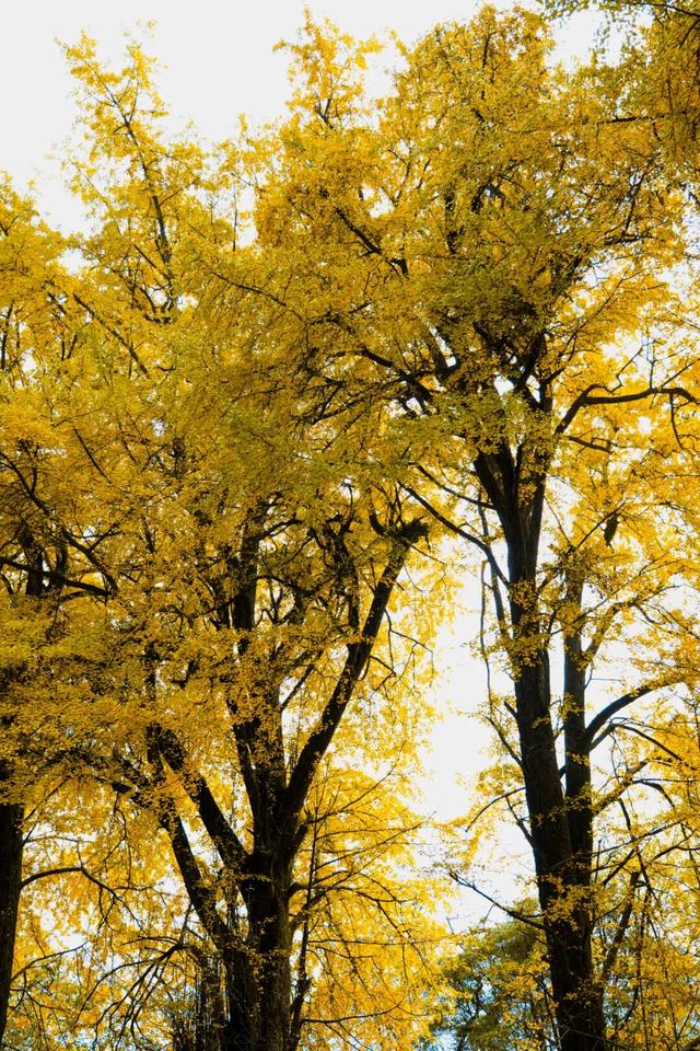 黄了！成都出发1.5h刹拢赏秋秘境，茶海风光无敌，银杏美了上千年！