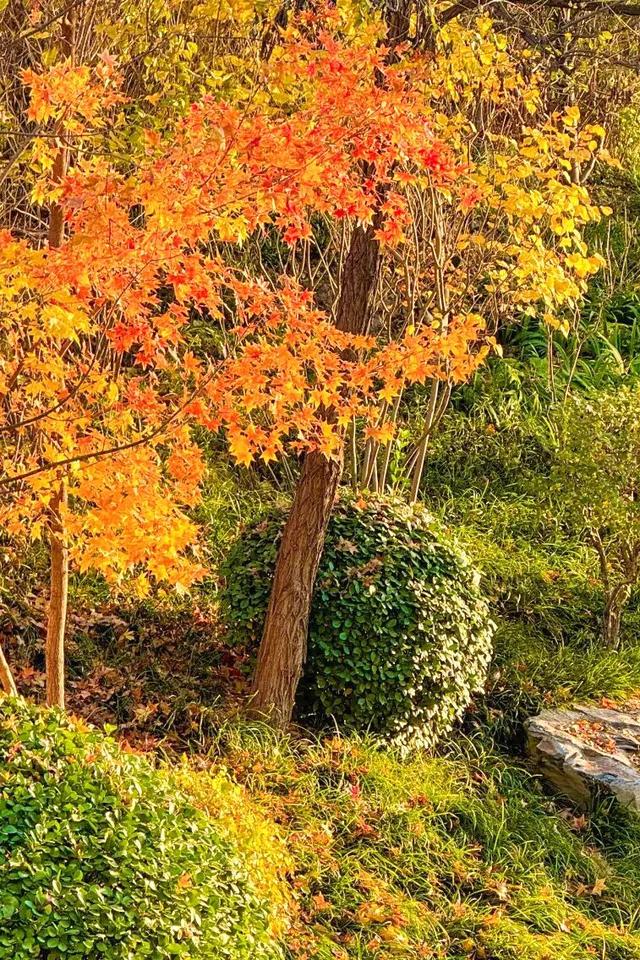 太原市迎泽区：府城漫步｜满城色彩绘就秋日画卷