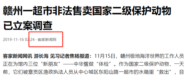 13年才能完成繁殖！面临灭绝性灾难，2019年在超市水箱保下3只