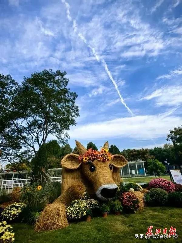 武汉地标纷纷“入景”金秋菊展