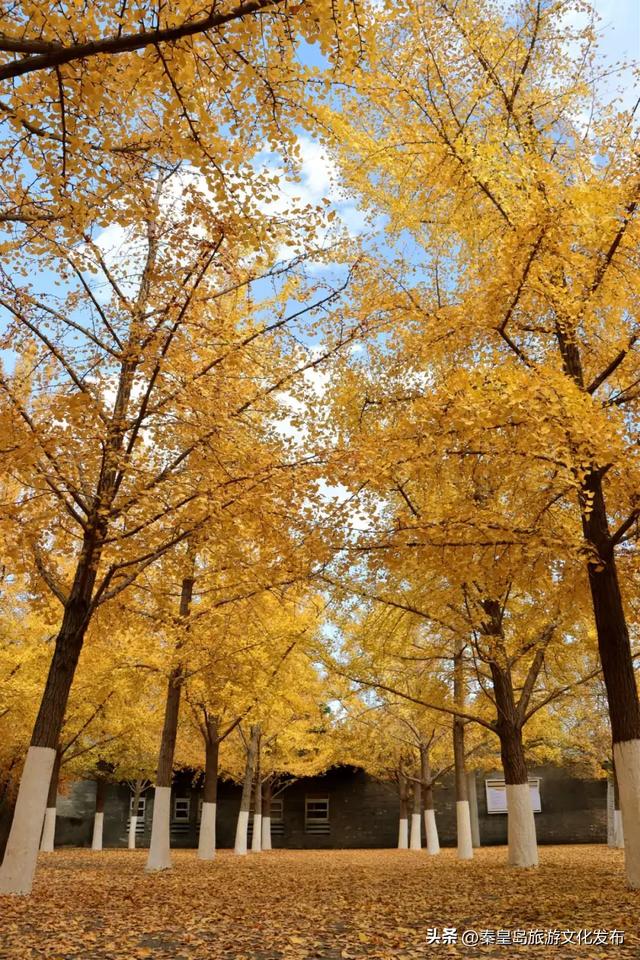 实拍！秦皇岛植物园“金色浪漫”已上线，氛围感拉满！