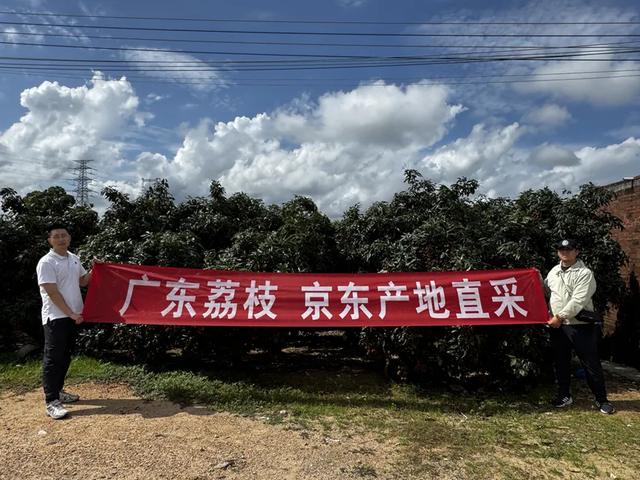 24小时到新疆48小时抵欧洲 京东助广东荔枝销售增四倍