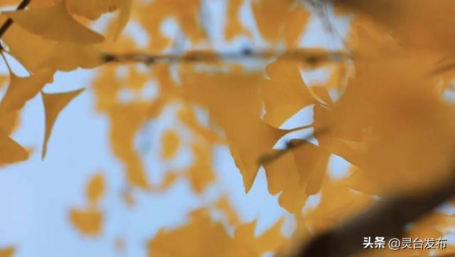 把灵台秋韵的山水诗意 都藏进这个秋天里