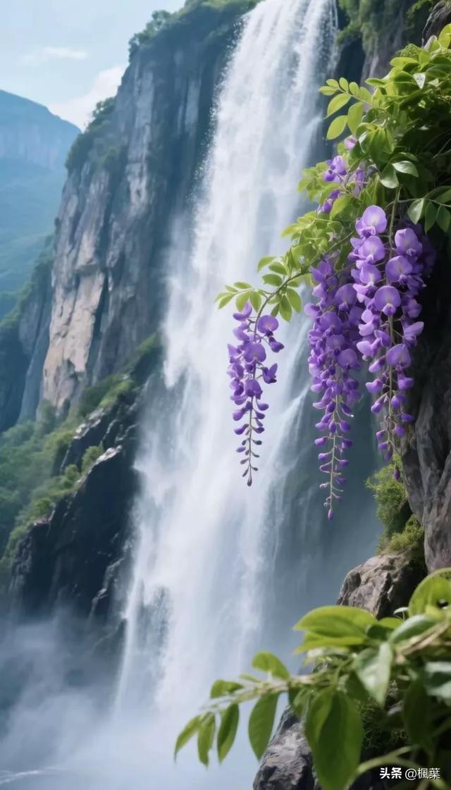 悬崖峭壁瀑布坠下紫藤花盛开，风过时、花影轻摇水声依旧。