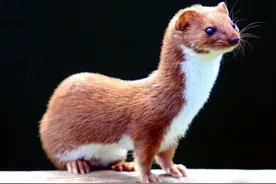 上海多小区遭黄鼠狼“入侵”，到处跑令人发麻！为何市区有黄鼠狼图片