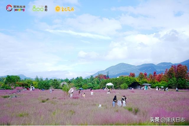 “花海+战机”持续刷屏，叠石花谷成国庆热门打卡地