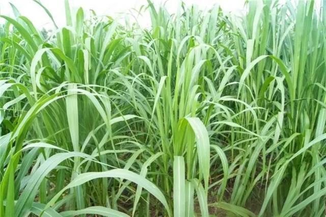 高达7米,亩产可达30吨,种植一次可收割15年,你见过这种草吗?