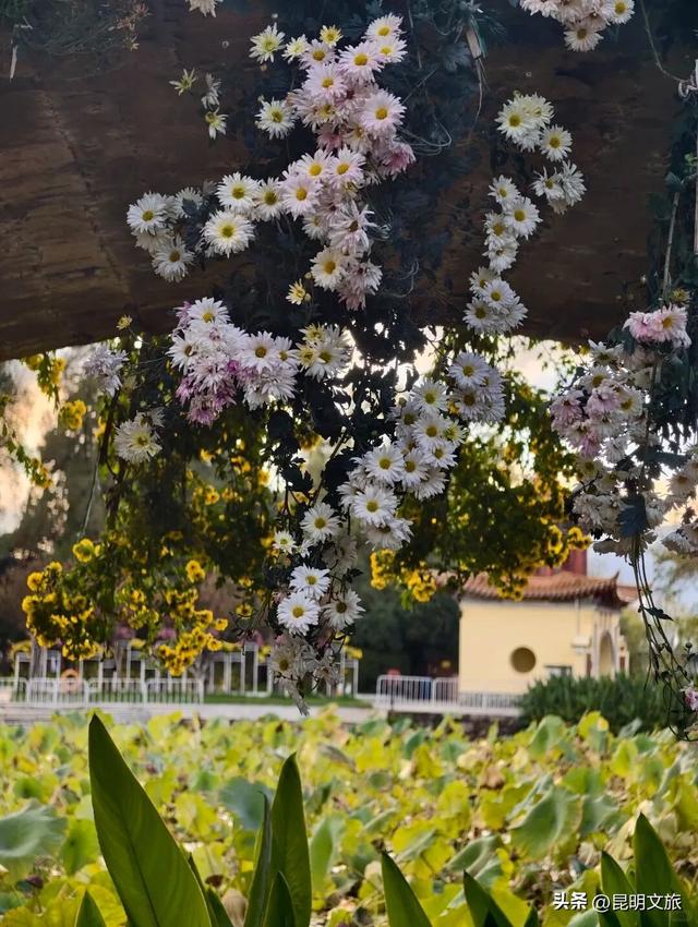 来啦来啦~红嘴鸥来大观公园啦！赏菊观鸥的快乐开始了🥰