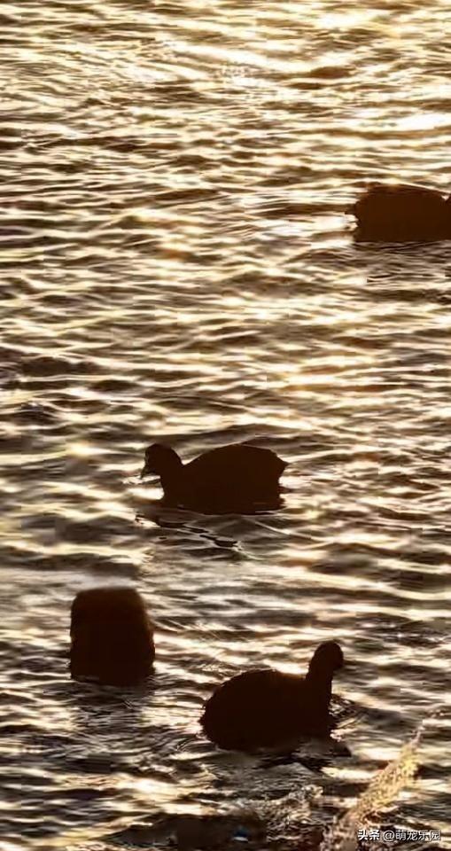 洛浦县水域现奇观，金色阳光如丝绸，绿头鸭嬉戏悠然自得