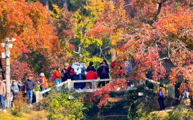 美绝了！中国四大赏枫地之一：苏州天平山，迈入最佳观赏期