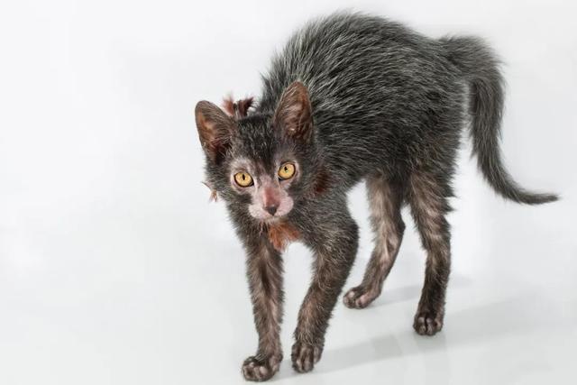 全世界100个宠物猫品种大赏！