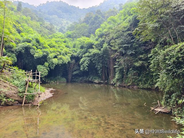 成都徒步（69）·彭州篇⑯法藏寺环线（桥断未走通）