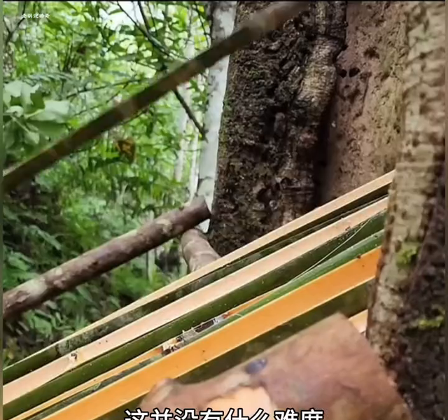 树屋探险！🌳🏡✨ #自然生活