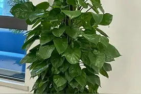 家里为什么不能养绿萝？前辈的经验要听一听图片