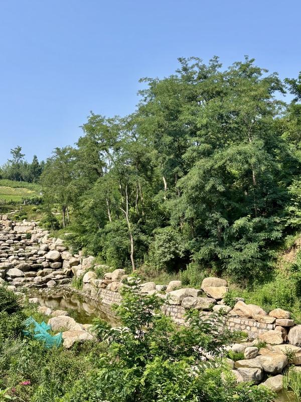 一座藏在青岛主城区内的森林氧吧