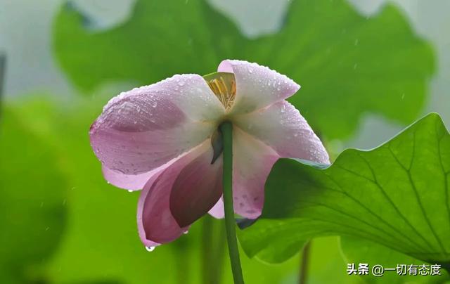 末伏雨荷藏东夷文化密码!从花苞到盛放,解码万物写给人间的情书