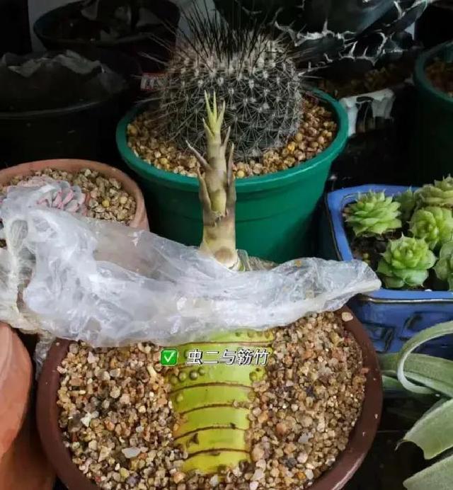 女子晒老公养的花，直呼“好恶心，想扔掉”，网友：扔哪，我去捡