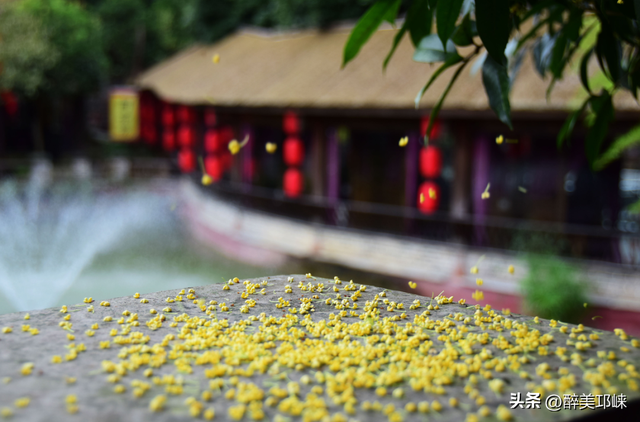 秋意浓时，住进一院芬芳里~