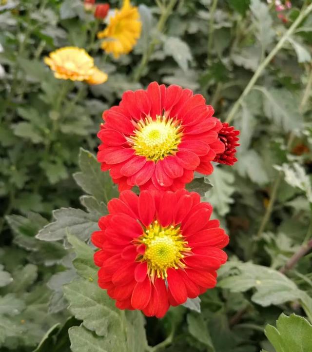 菊花