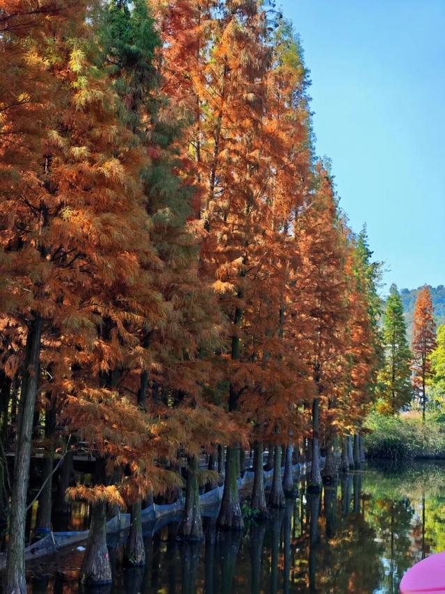 悦·遵义 | 美到犯规！播州这里藏着一个“油画世界”，随手一拍就是大片！