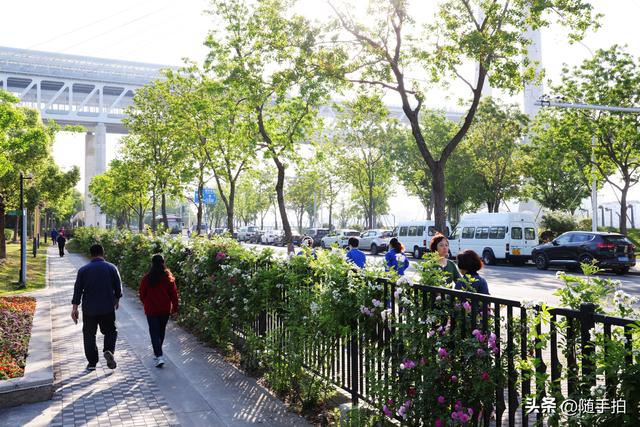 上海闵行“小外滩”蔷薇花怒放，赏心悦目