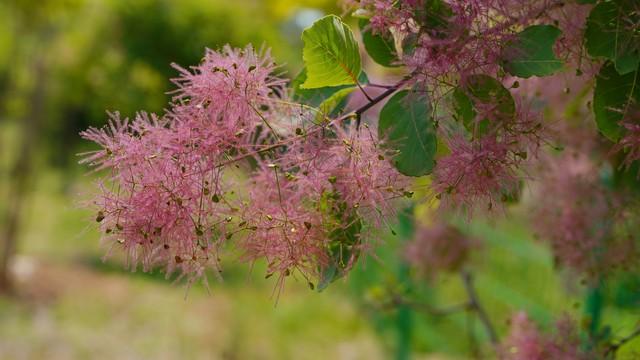 秋日红叶全攻略：认准这几棵树，带你解锁最美中国红！