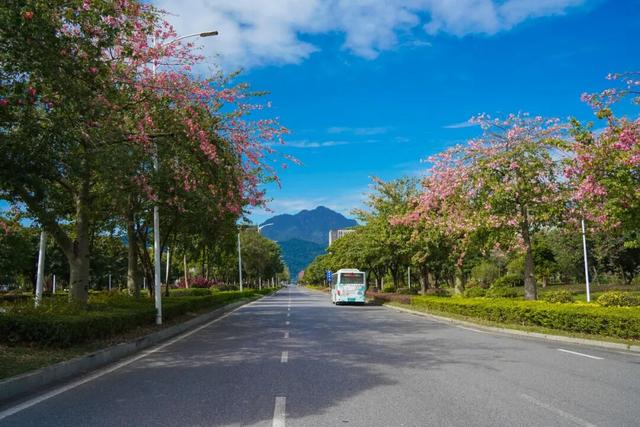 一秒圈“粉”！鼎湖的“美人树”盛情绽放