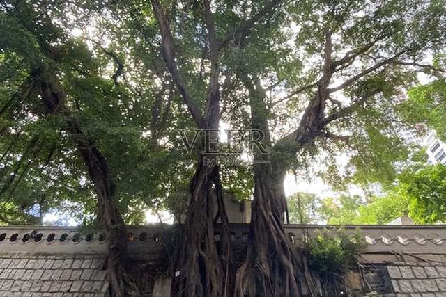 百年石墙，一树共生，香港石墙树与城市的百年对话